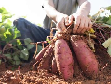 How and when to harvesting sweet potatoes