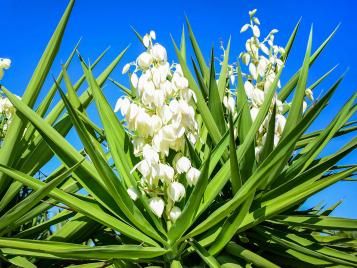 Yucca plant growing outdoors