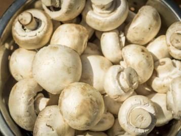 White top (button) mushrooms