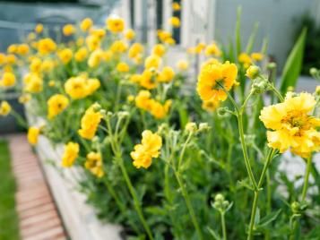 Yellow geum flowers in a border