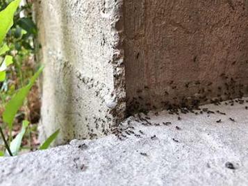 Kills ants and their nests