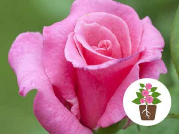 Special pH formula for roses, trees and shrubs