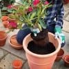 Miracle-Gro® Peat Free Premium Azalea, Camellia & Rhododendron Ericaceous Compost image 3