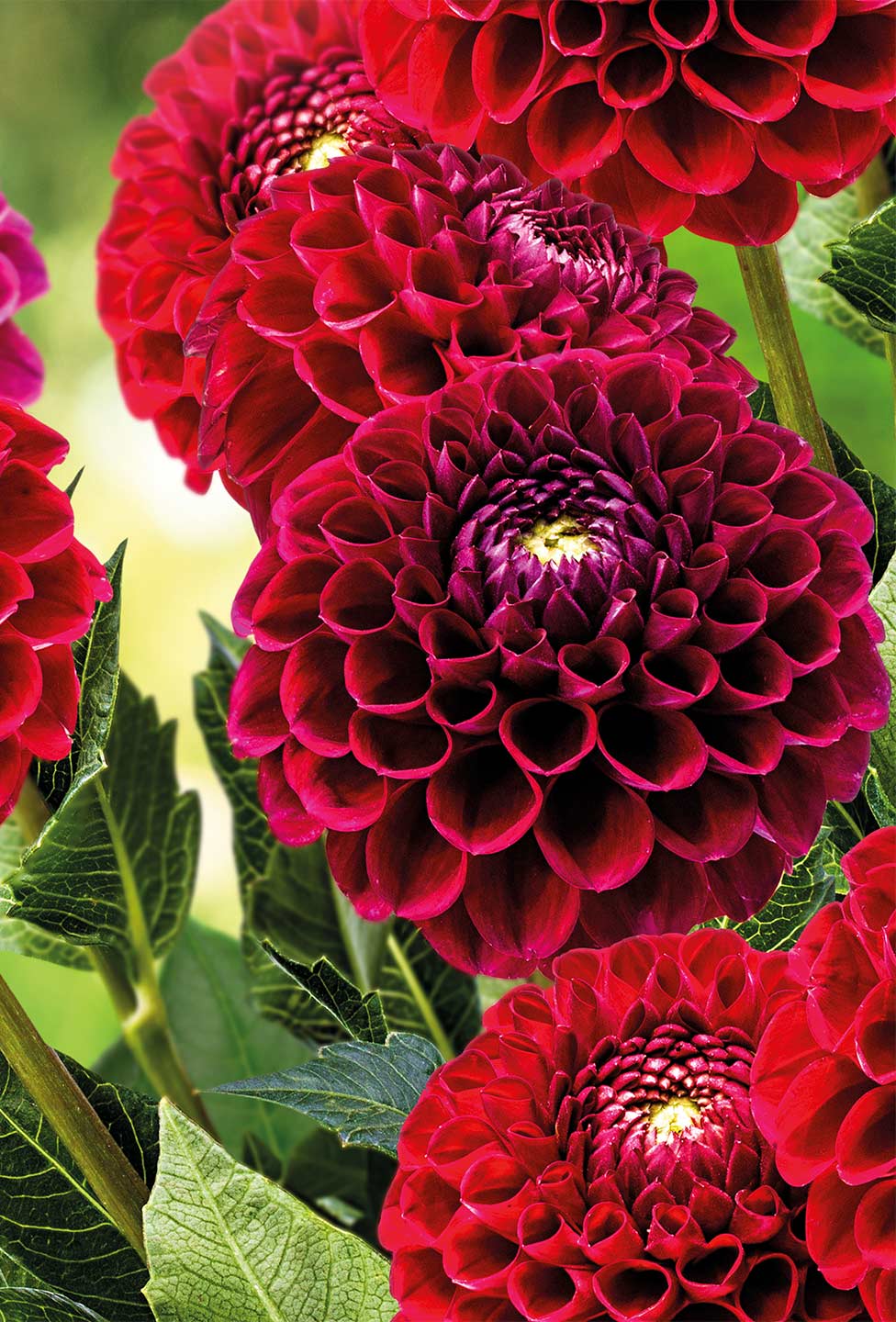 The Professional Growers choice