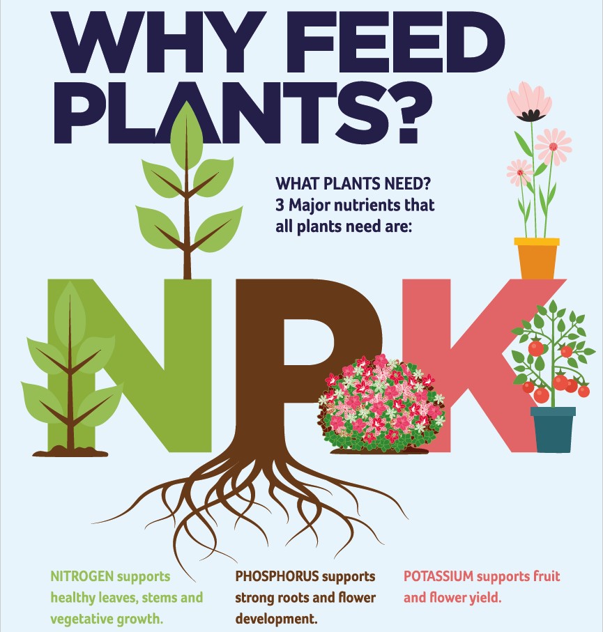 Why feed plants? | Miracle-Gro