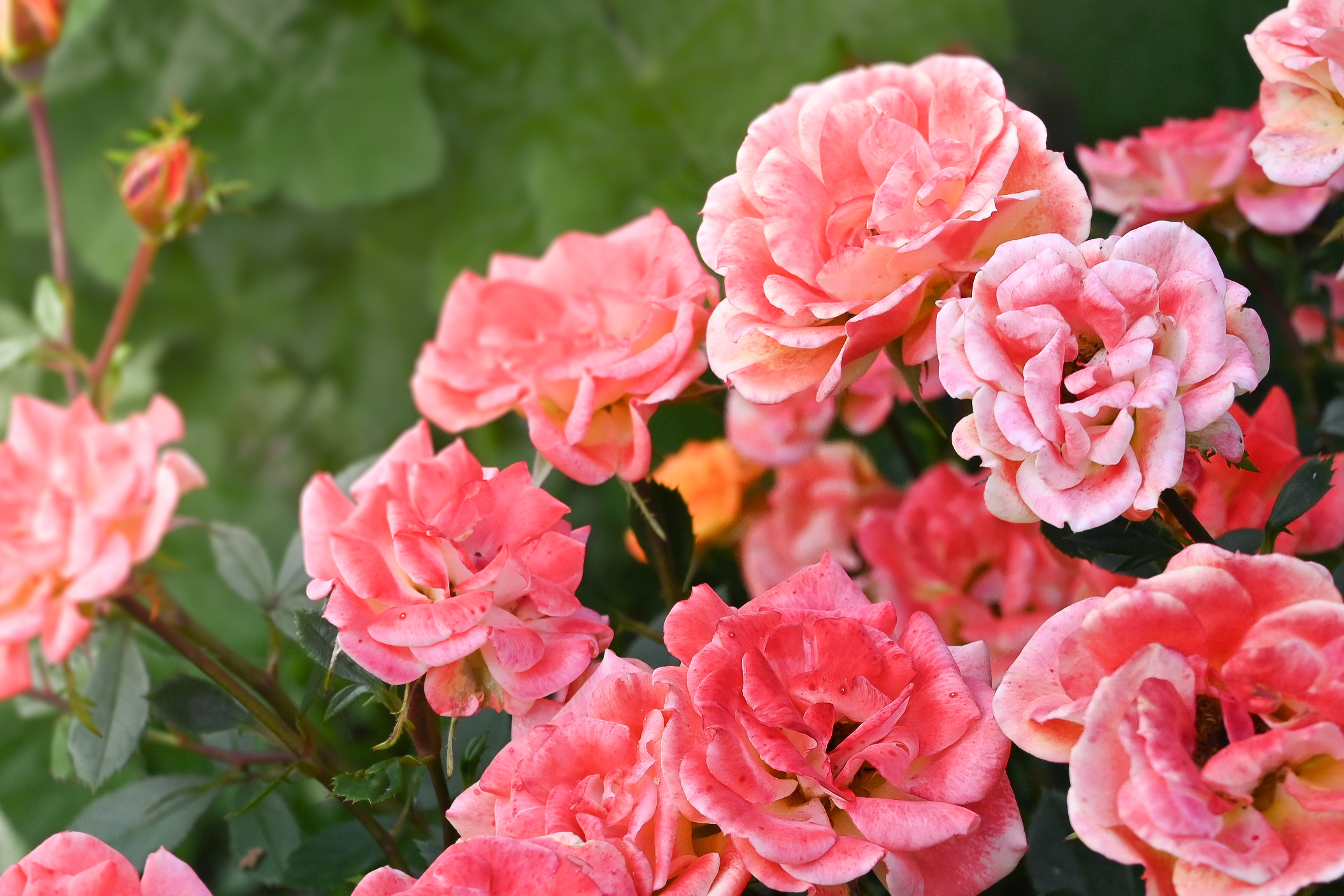 127_Stock_ imagery.jpg Chelsea Look at Home | David Domoney | Miracle-Gro