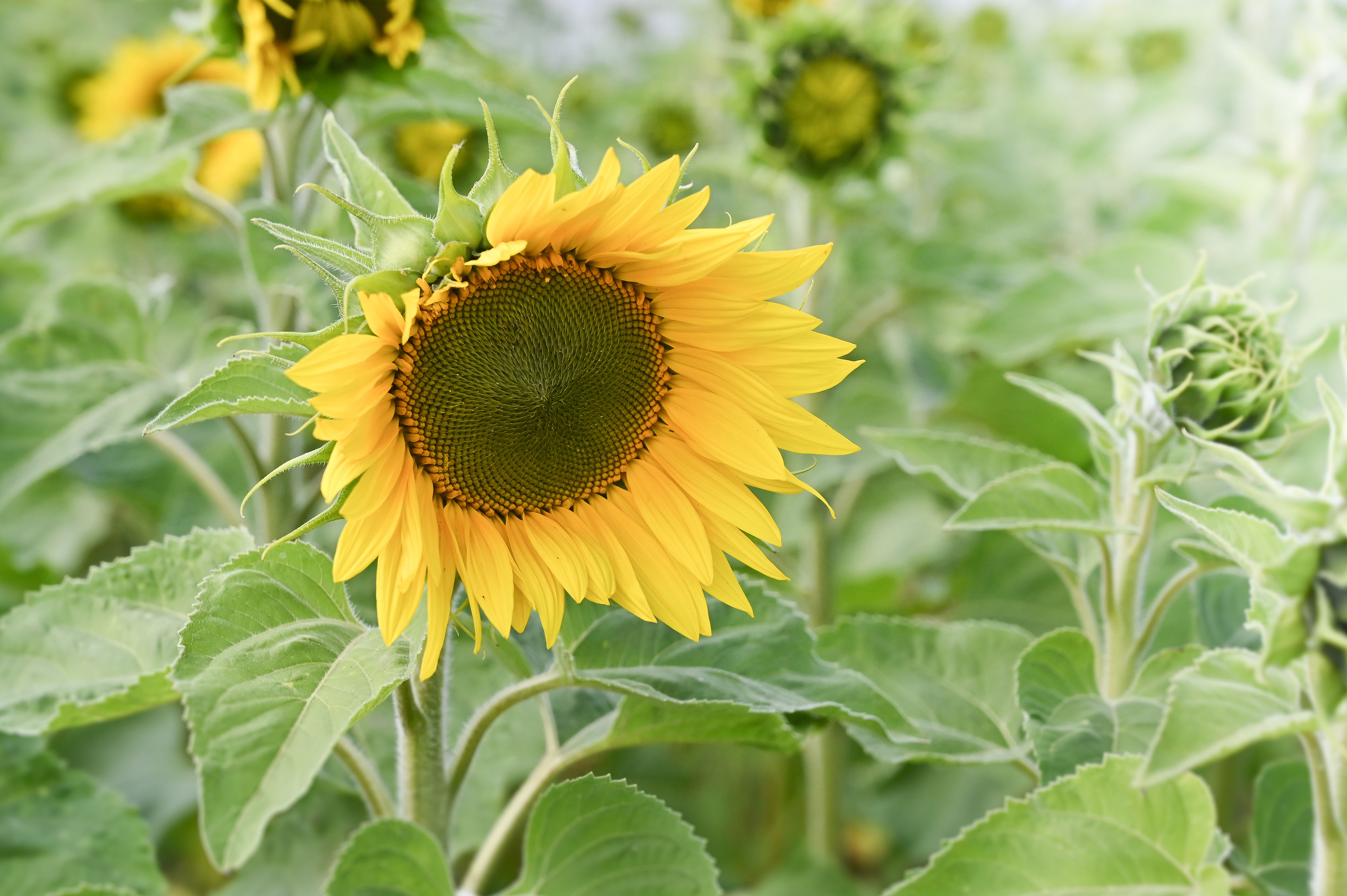 302_Stock_ imagery.jpg Autumn wildlife | David Domoney | Miracle-Gro