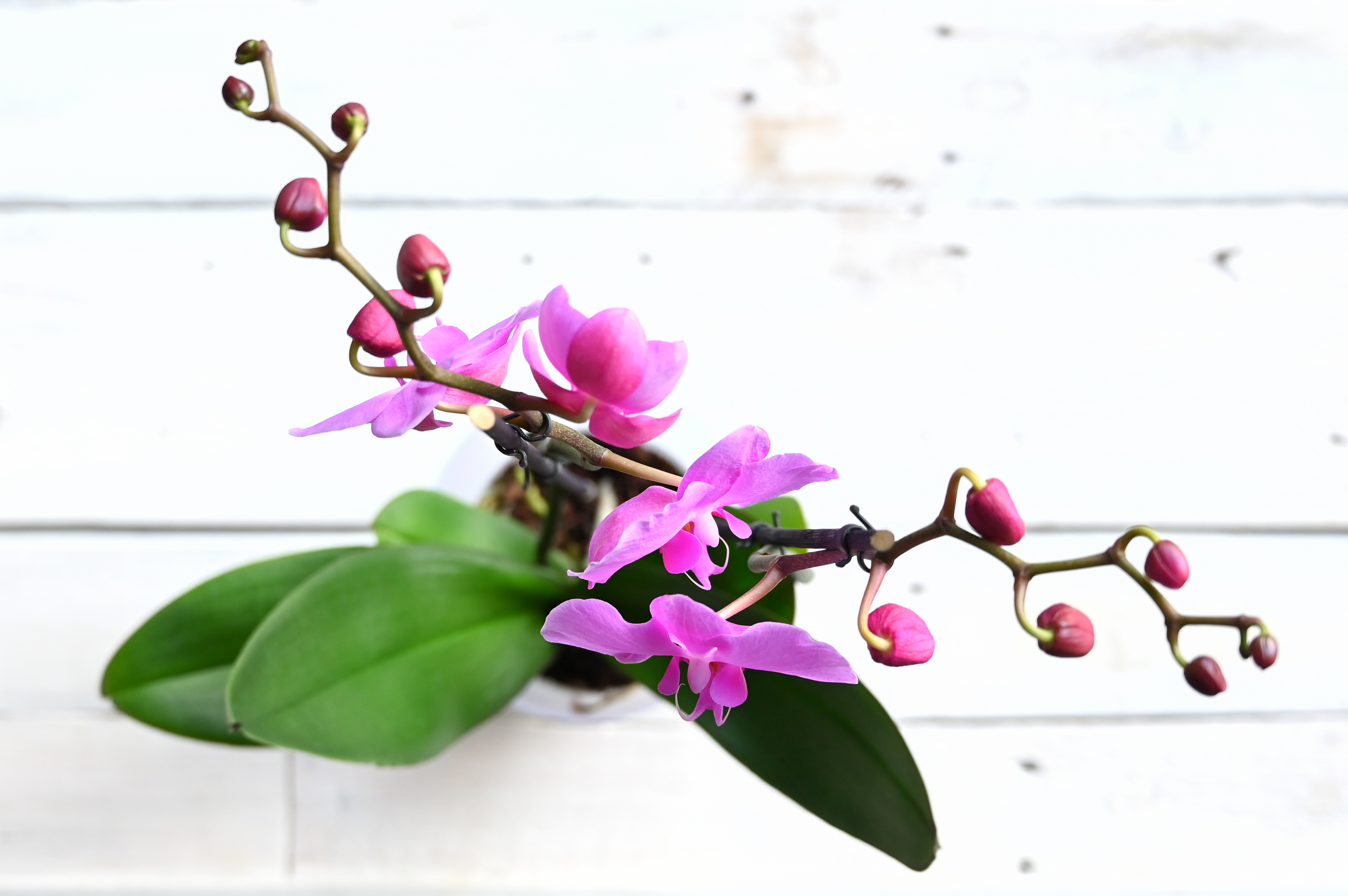 519_Stock_ imagery.jpg Home-boosting houseplants | David Domoney | Miracle-Gro