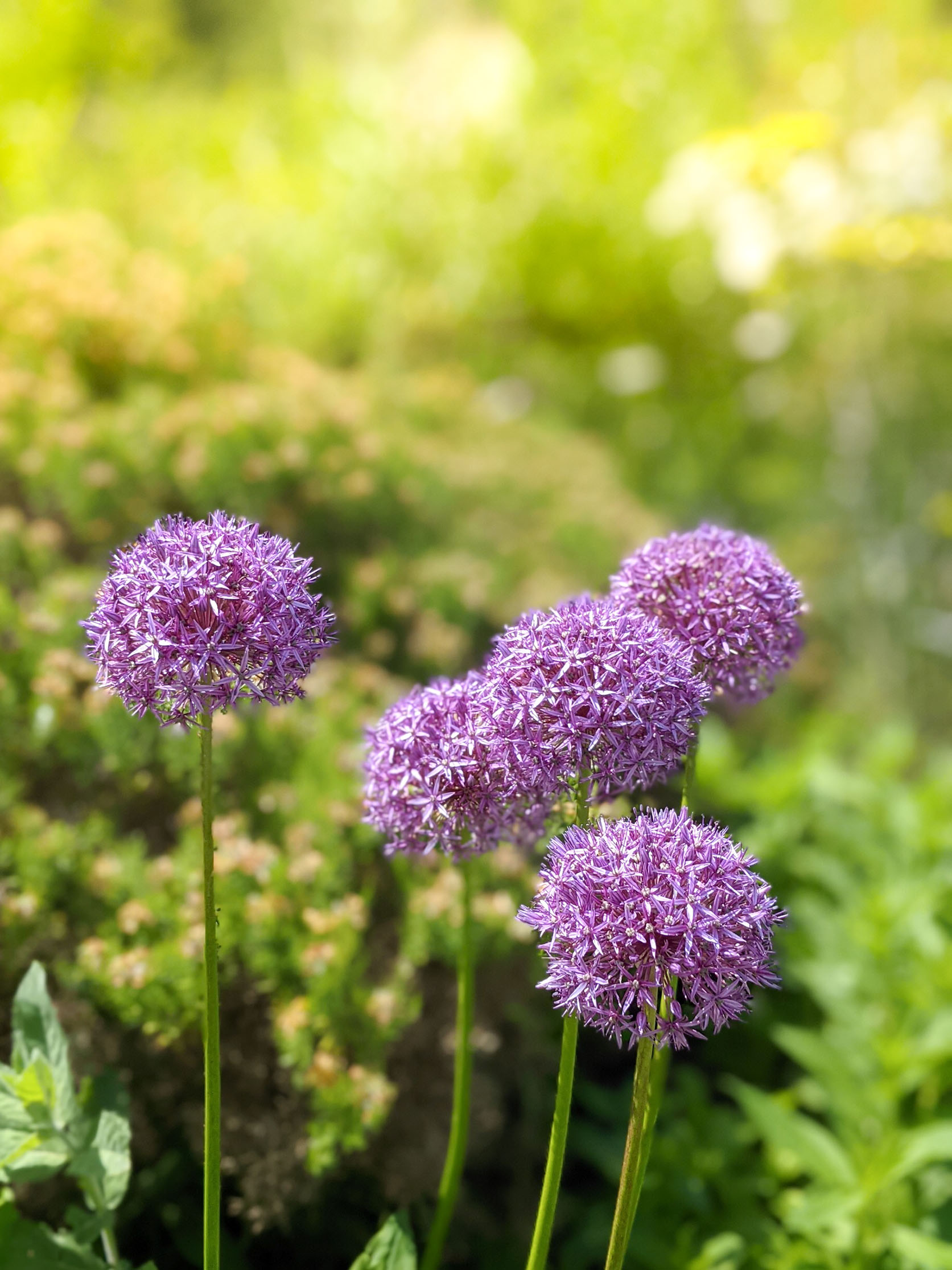 553_Stock_ imagery.jpg Chelsea Look at Home | David Domoney | Miracle-Gro