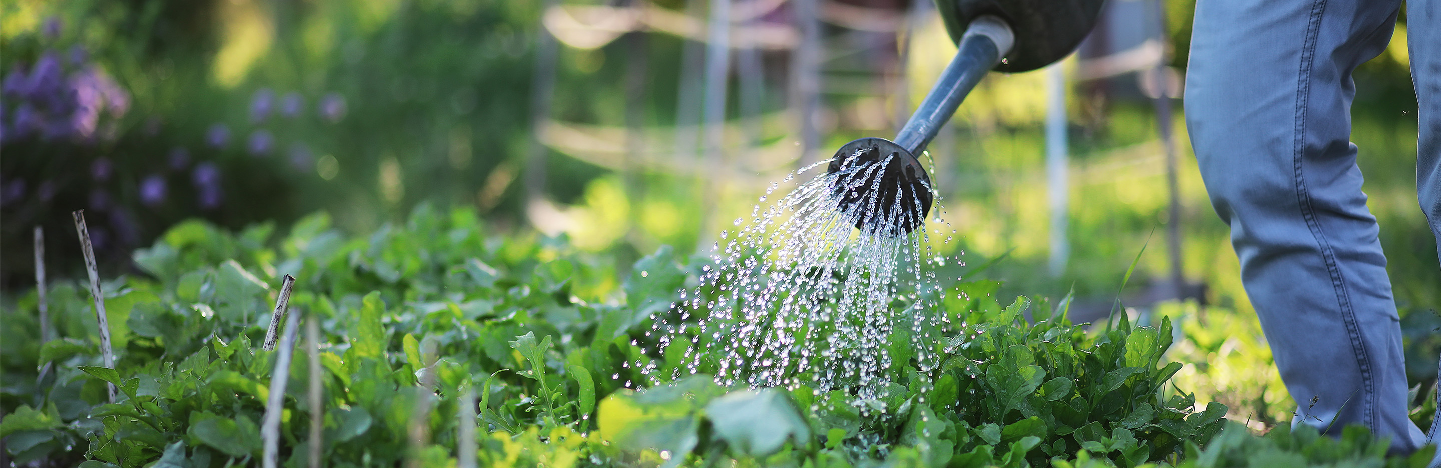Salatbeet wird gegossen