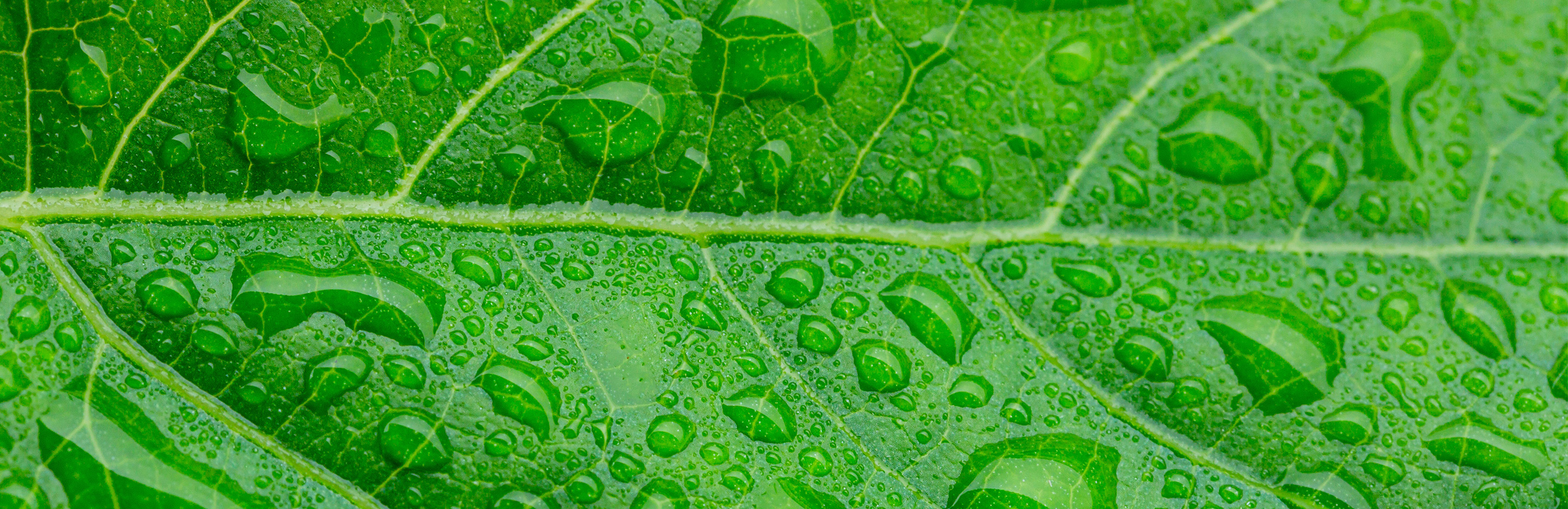 Grünes Blatt mit Tropfen