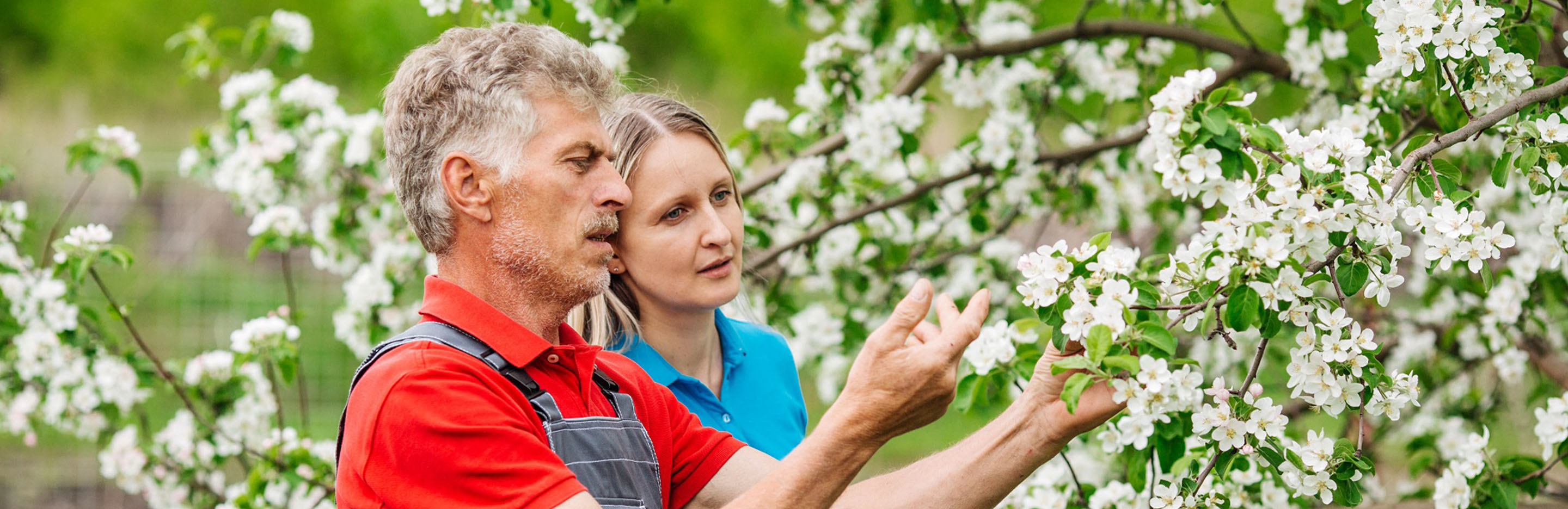 Gärtner inspizieren blühenden Apfelbaum