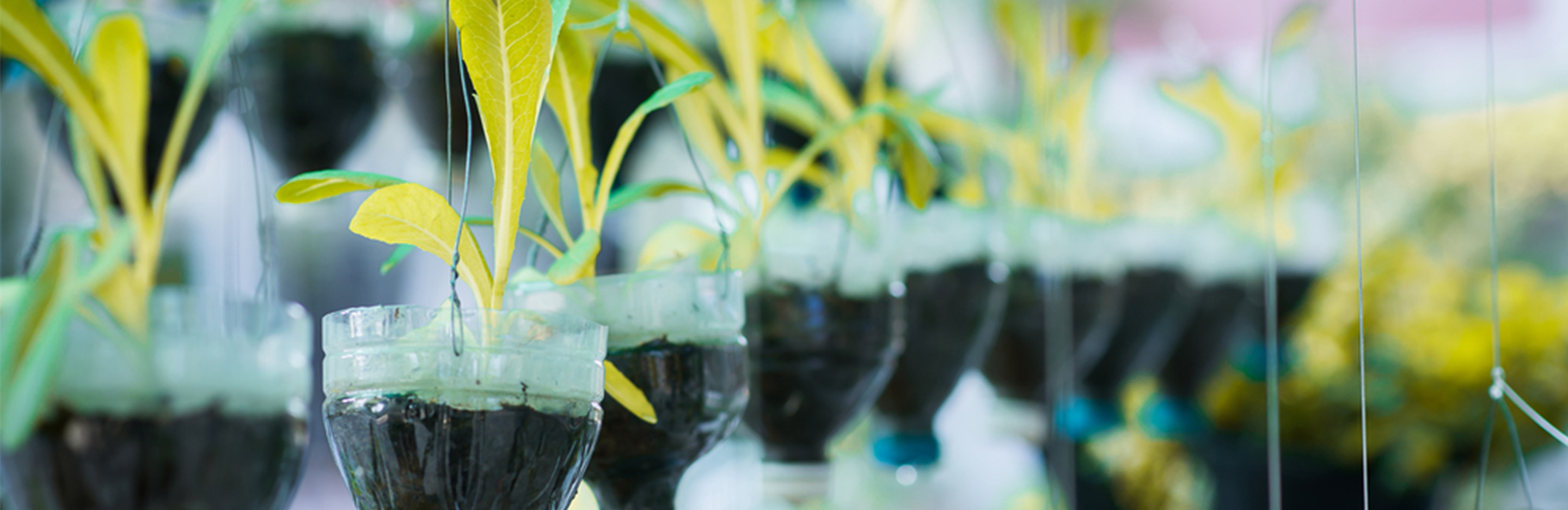 Hängetopf aus Platikflaschen mit Pflanzen