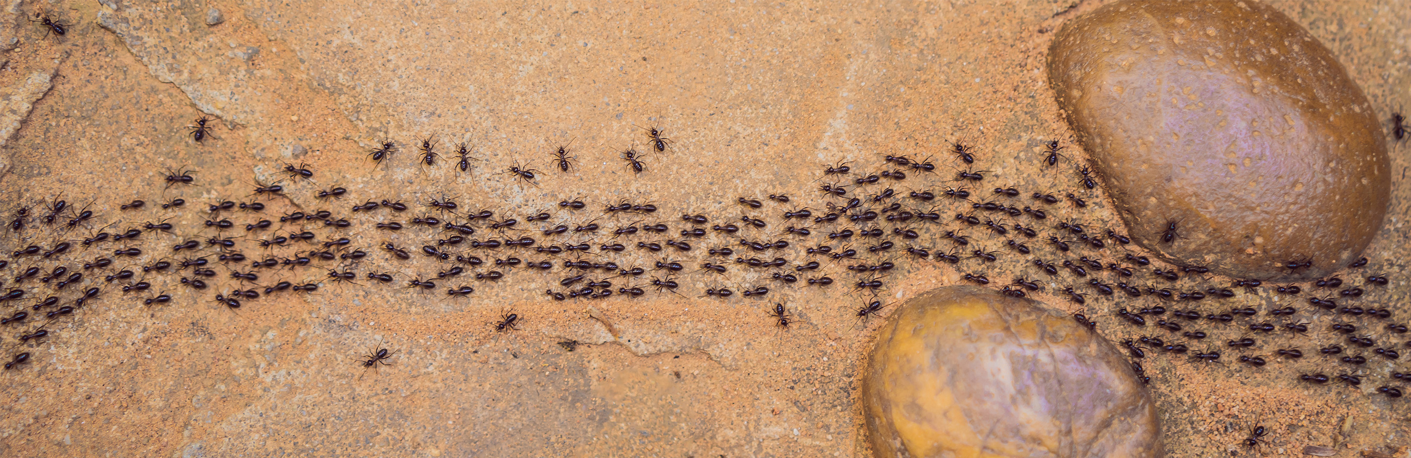 Ameisenkolonie wandert in eine Richtung