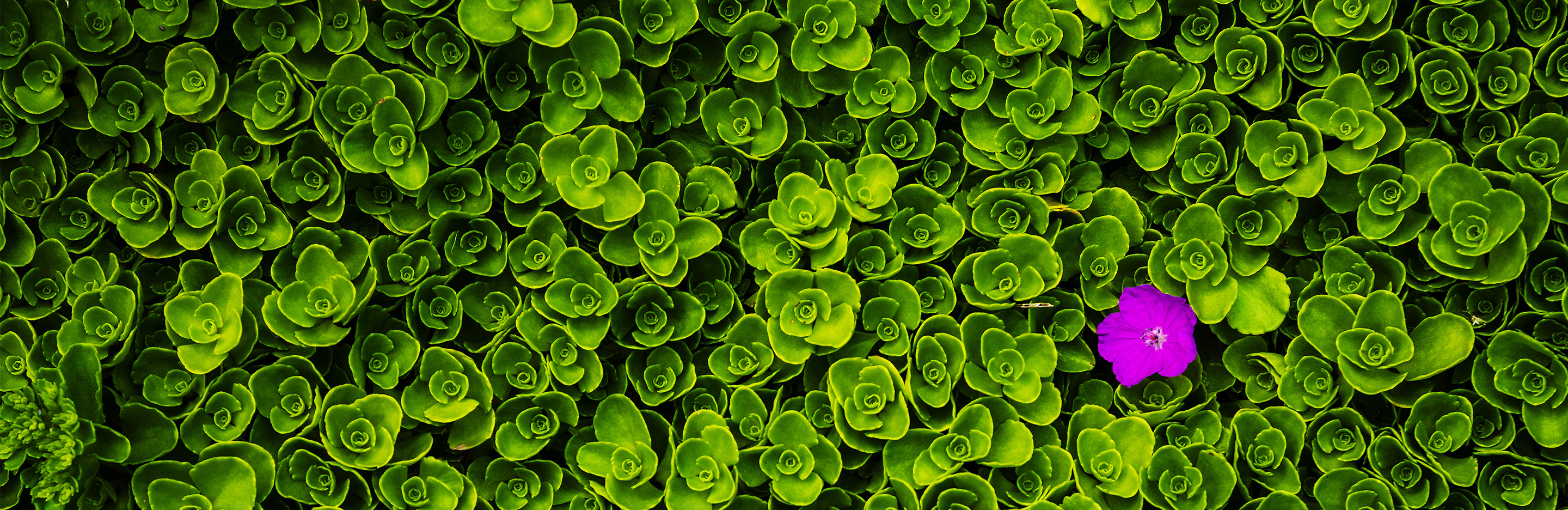 Lila Blume in grünem Feld