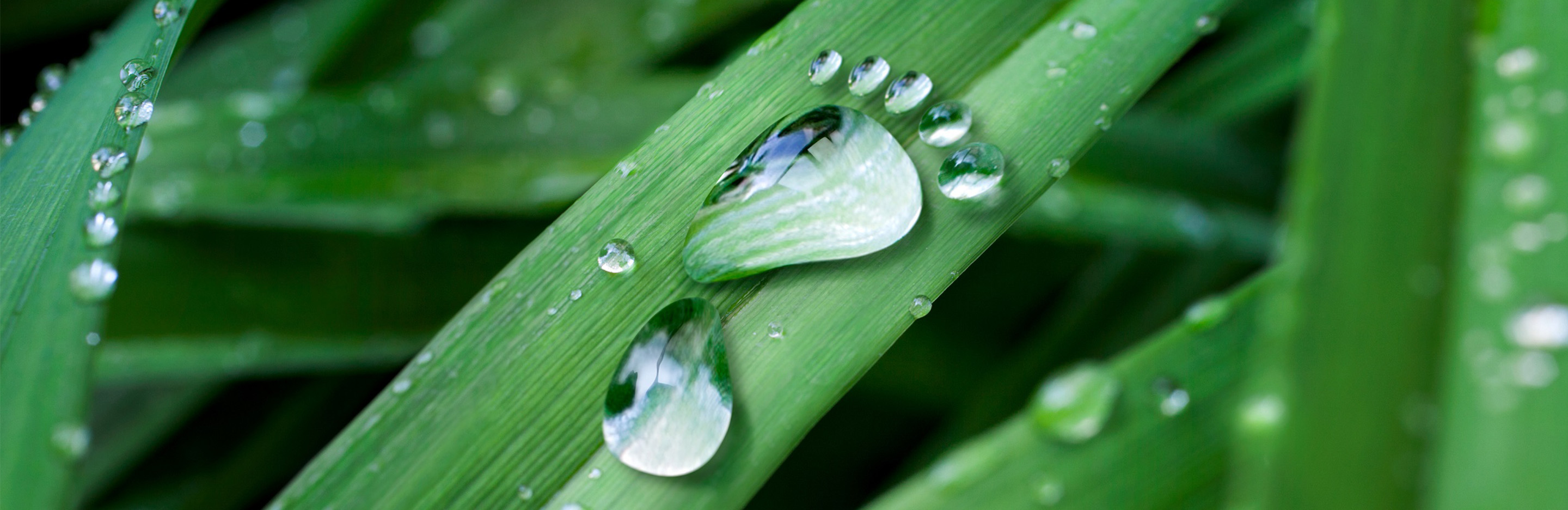 Fußabdruck aus Wassertropfen auf Blatt