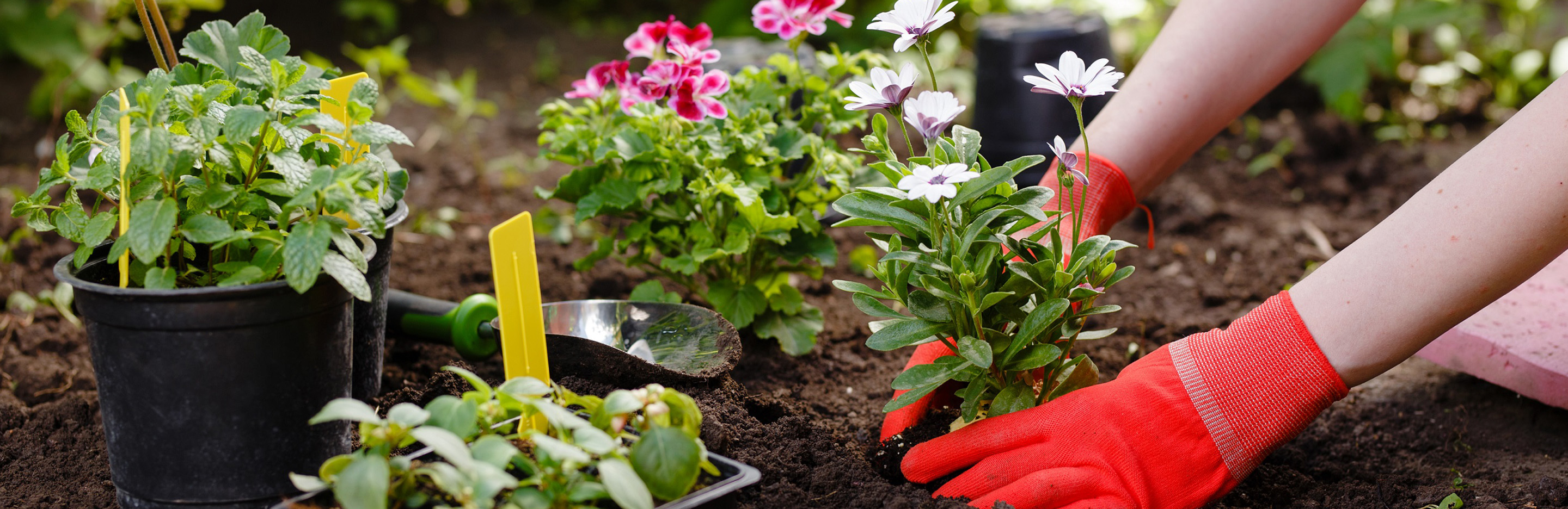 Blumen in Beet einpflanzen