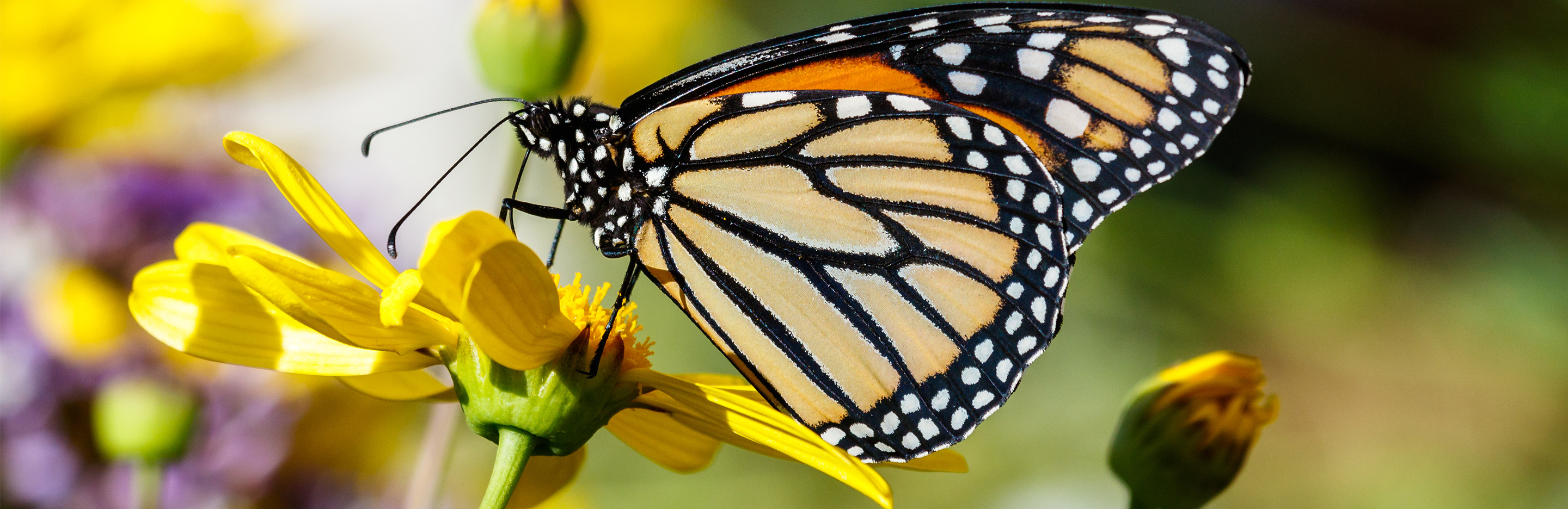 Schmetterling auf gelber Blume
