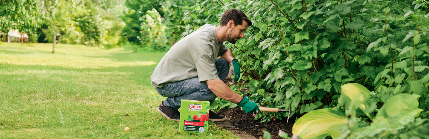 Mann düngt seine Beerensträucher