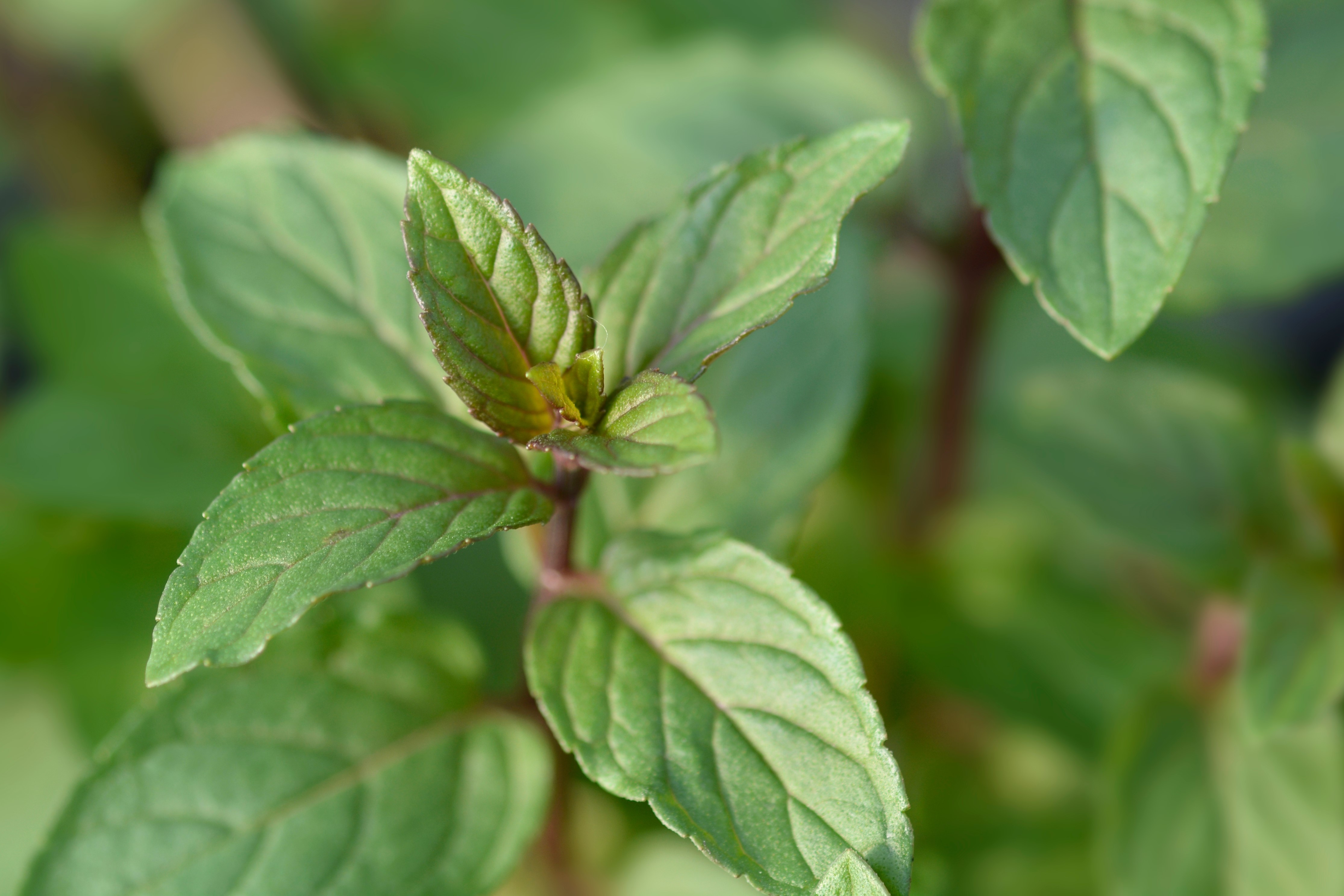Close Up of Chocolate Mint Plant 
