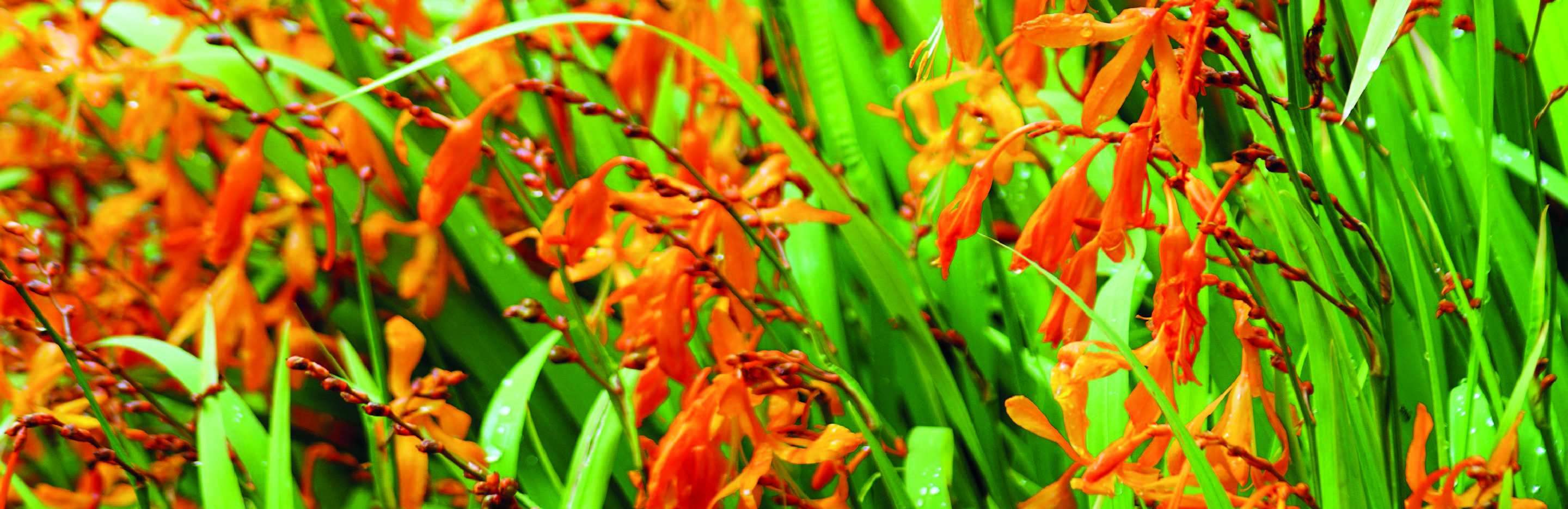 Crocosmia