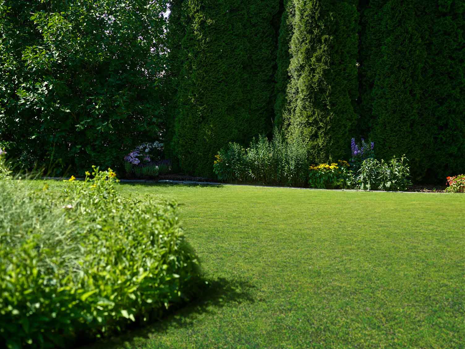 Zuckermais selbst anbauen und ernten | Liebe Deinen Garten