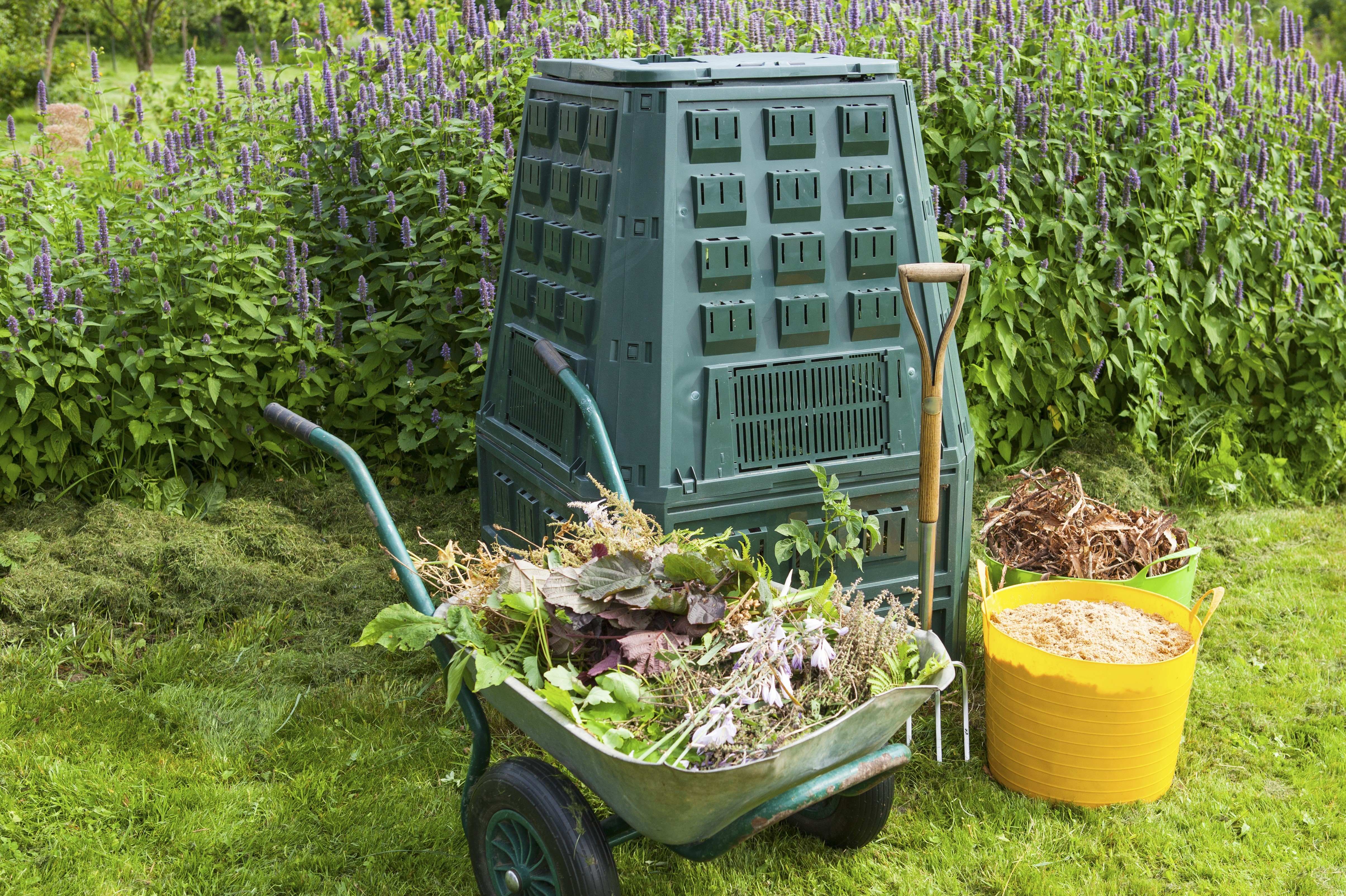 Dalek Compost bin.jpg Green Dalek Compost bin in front of Purple Salvia bush