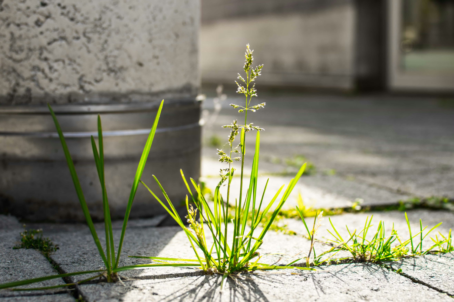 Roundup Jardin