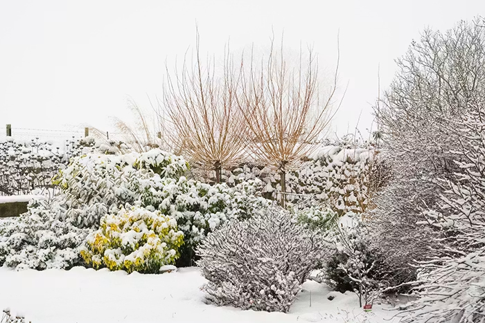 Comment entretenir son jardin en hiver