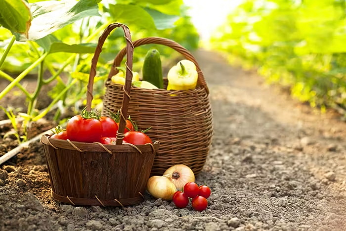 Les conseils de jardinage pour son potager avec les désherbants Roundup