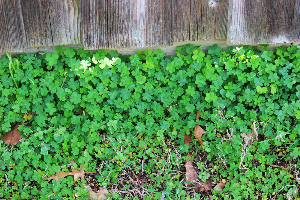 Comment éliminer le trèfle dans le jardin ?