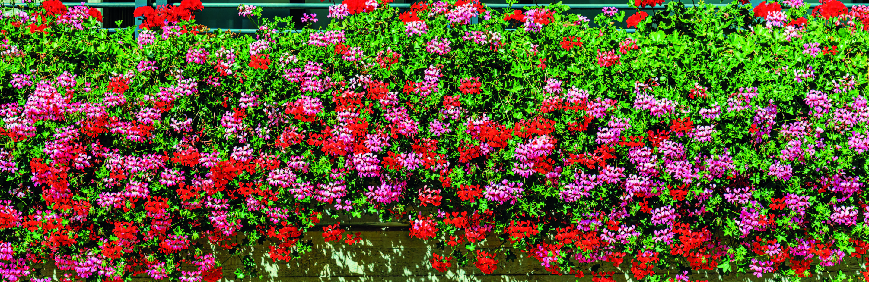Love the Garden / Geranium