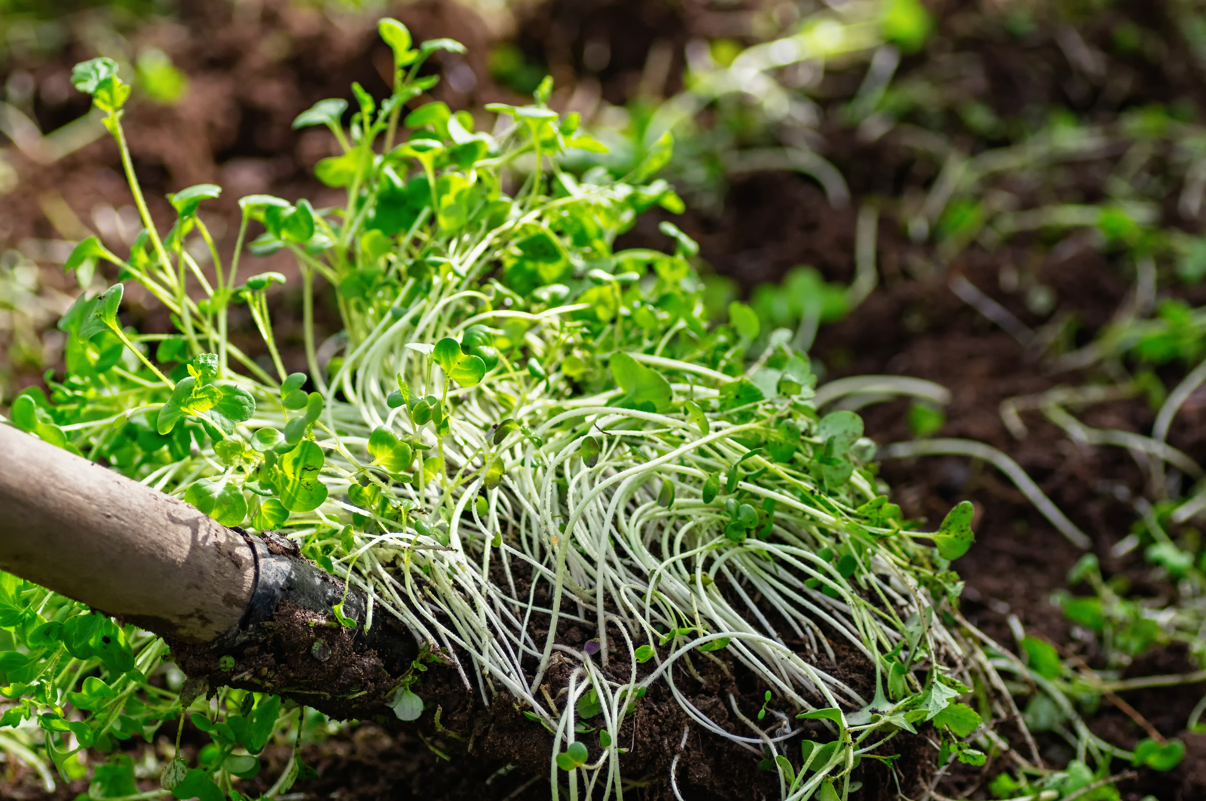 Green Manure being Dug Up