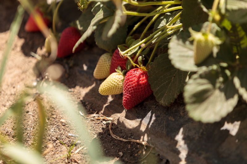 Love the Garden - How to grow Strawberries
