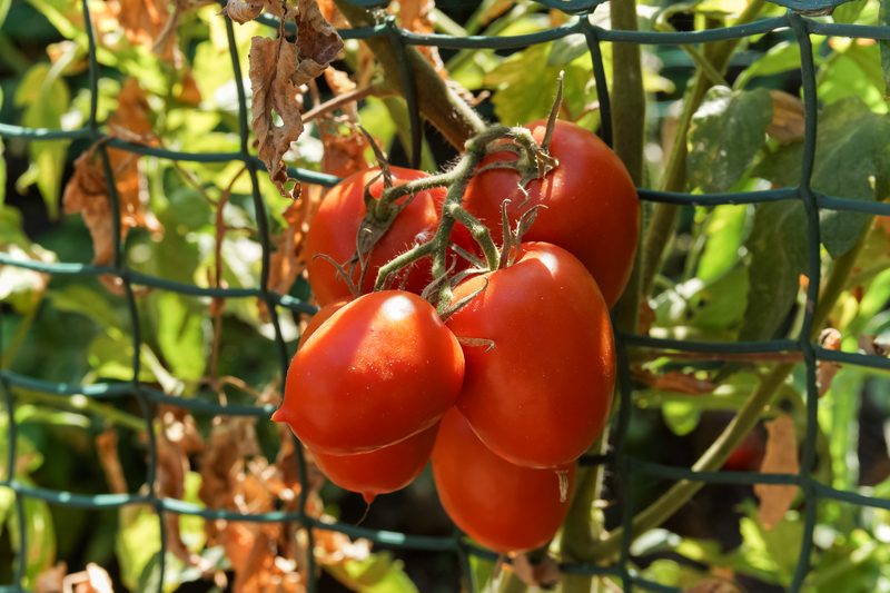 Love the Garden - how to grow tomatoes