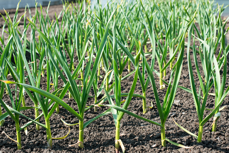 Love the Garden - How to grow onions