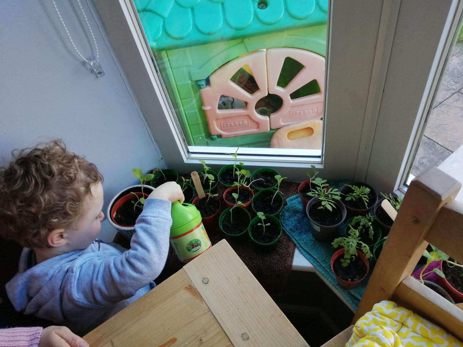 IMG-20200323-WA0002.jpg Small child watering seedlings on a windowsill