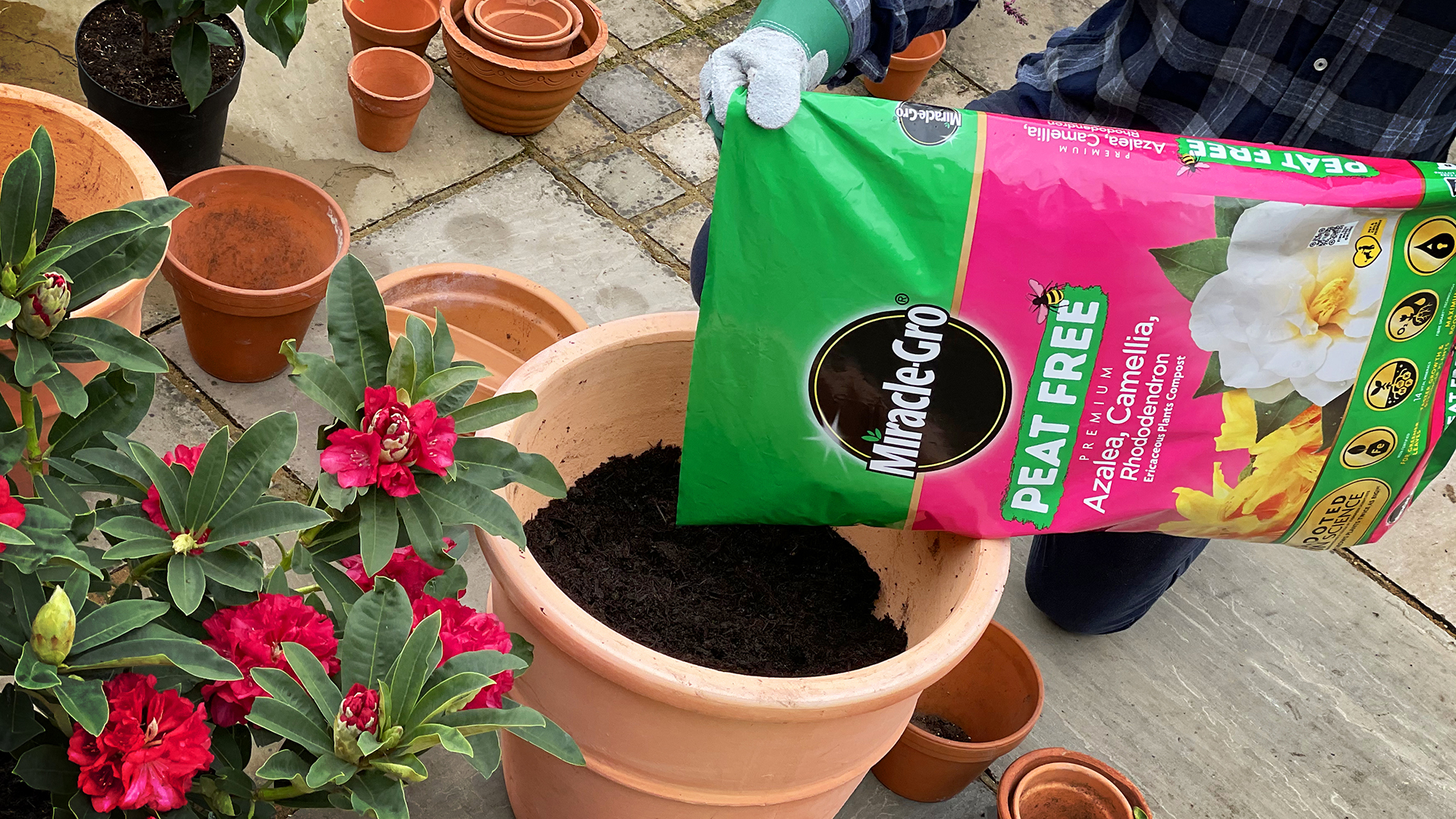 IMG_3554_0.jpg Love the Garden / Acid Soil / Growing