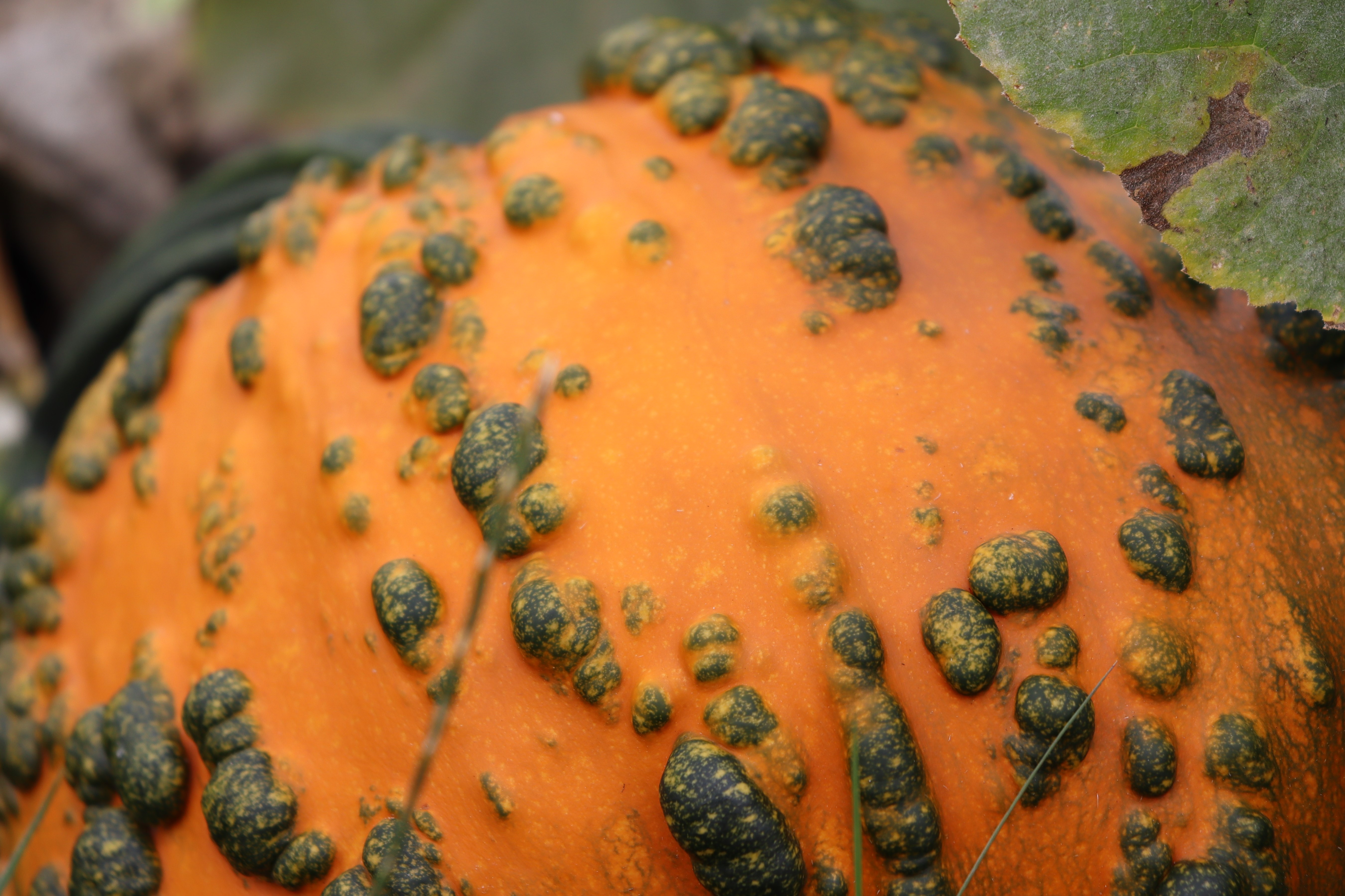 Zombie Pumpkin in Patch 