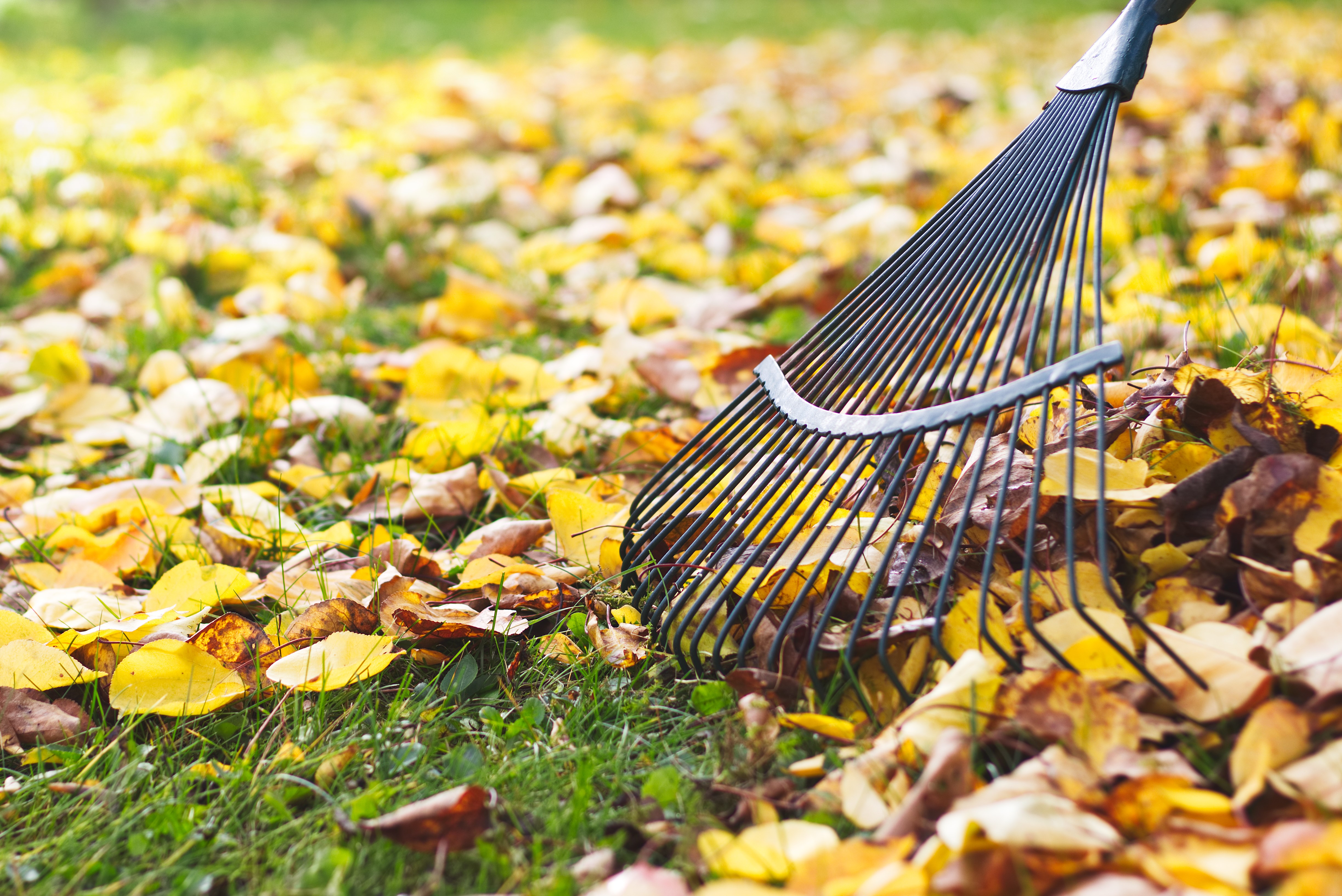 leaves on Lawn being Raked