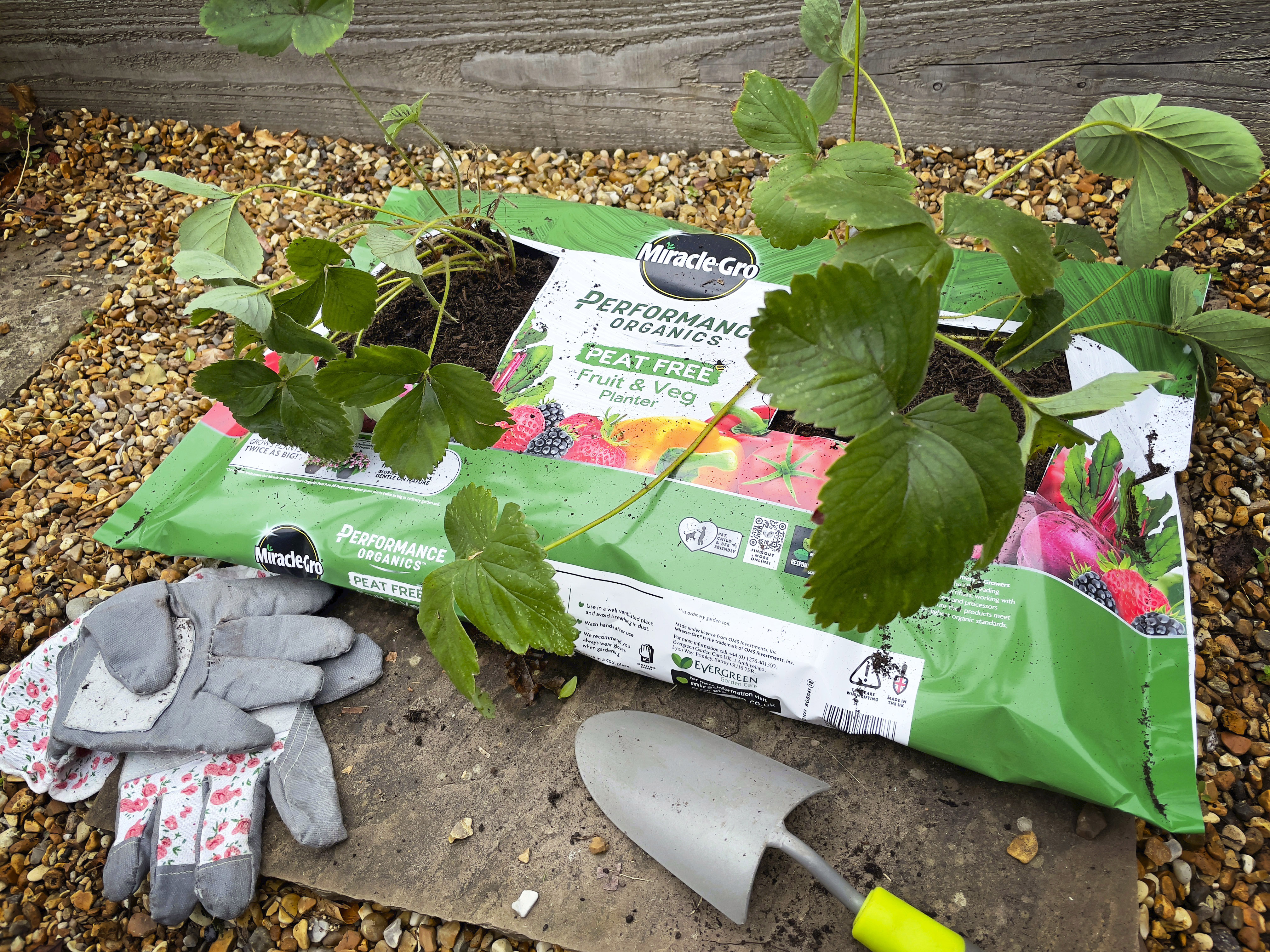 Lifestyle Miracle-Gro Peat Free Performance Organics Fruit-Veg Planter 30L 121061 v2.jpg Miracle Gro Peat Free Planter with two Strawberries
