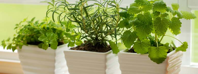 Plantas interior