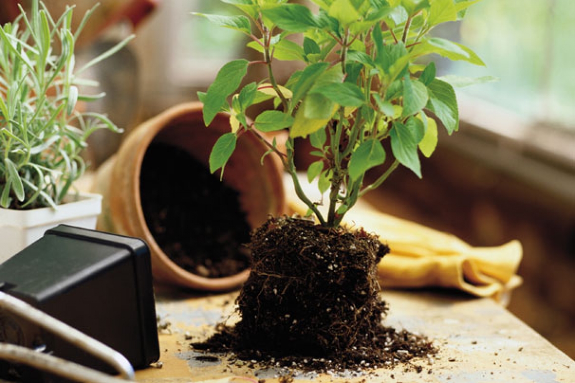 Planta interior