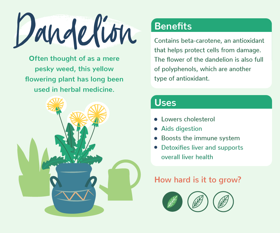 PlantsWithBenefits_04Dandelion.png Plants with benefits - Dandelion