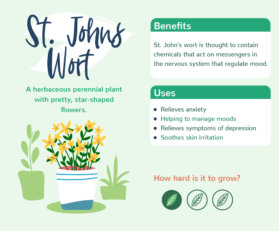 PlantsWithBenefits_06StJohnsWort.png Plants with benefits - St John's Wort