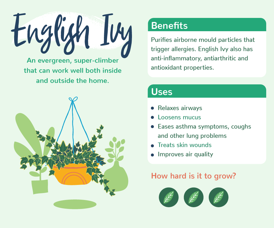 PlantsWithBenefits_07EnglishIvy.png Plants with benefits - English Ivy