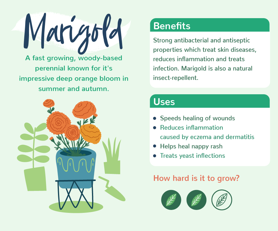 PlantsWithBenefits_08Marigold.png Plants with benefits - Marigold