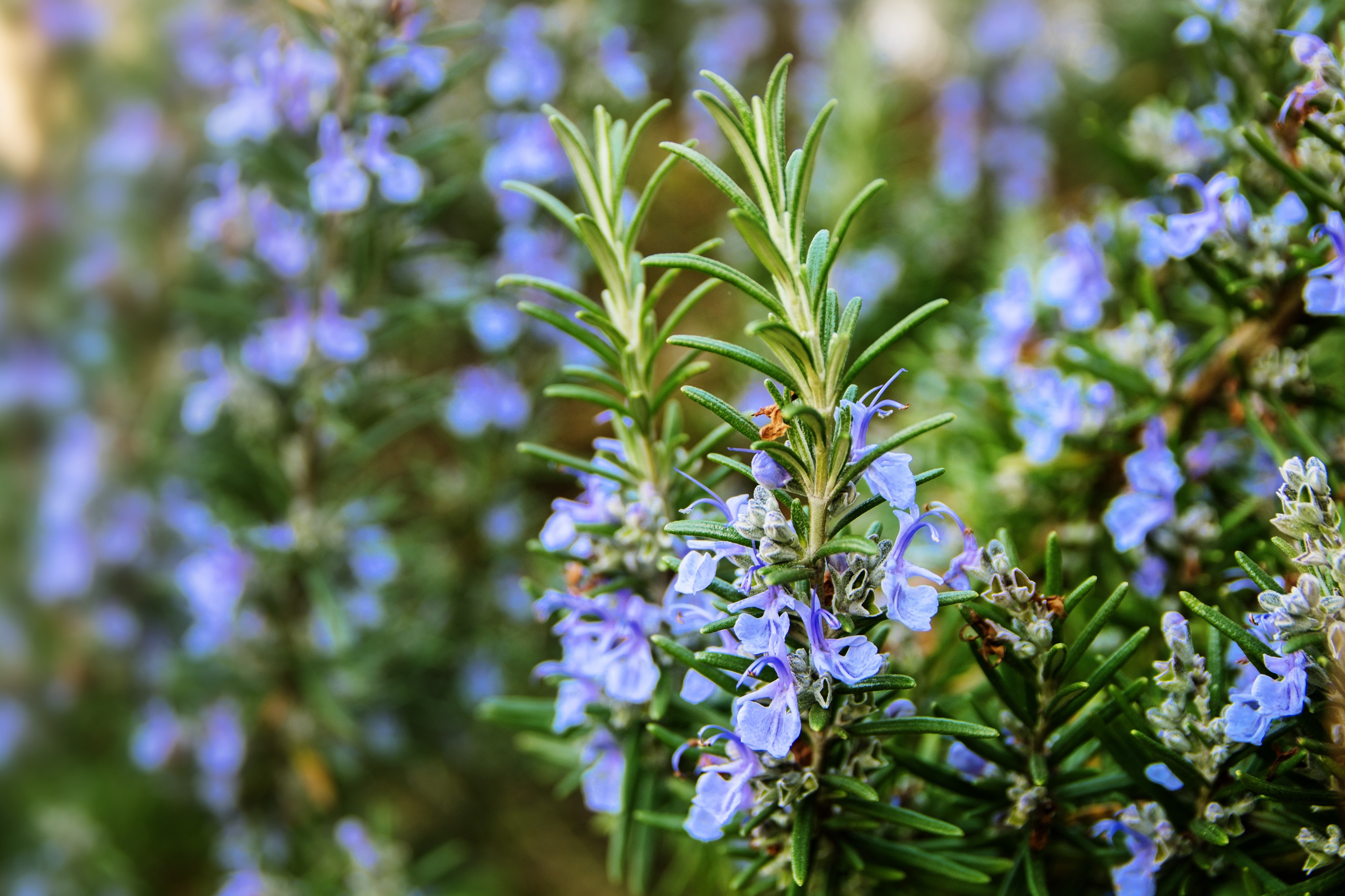 Rosemary.jpg Close Up of Rosemary plant with purple flowers