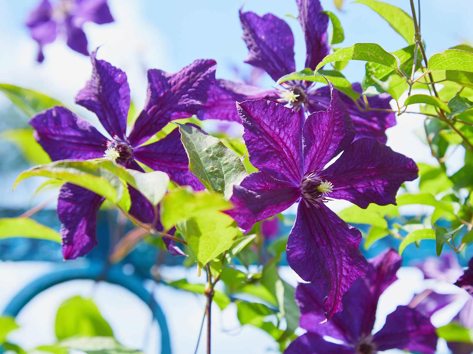 UK_climbing-clematis.jpg Clematis is a popular ‘climber’