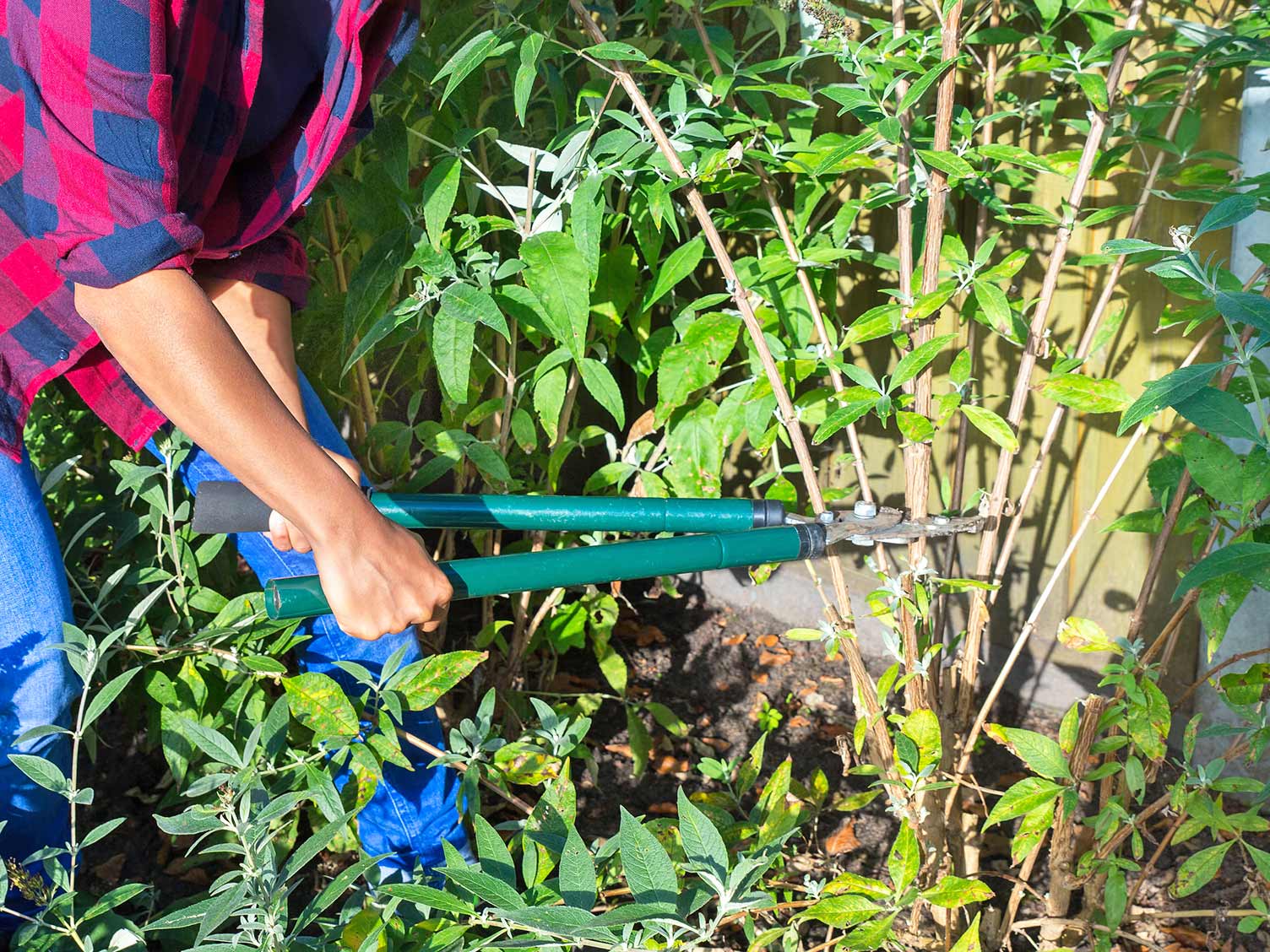 Pruning a ‘butterfly bush’ (buddleia)